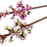 LEGO® LEL Flowers Kiraz Çiçekleri  40725